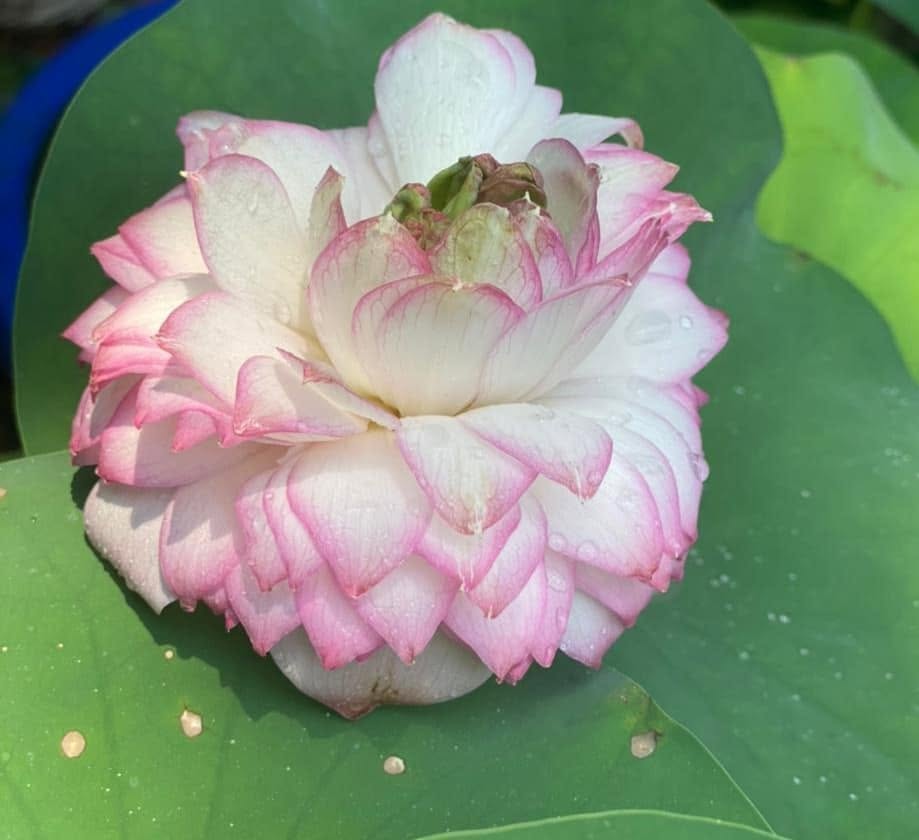 Lotus in bloom