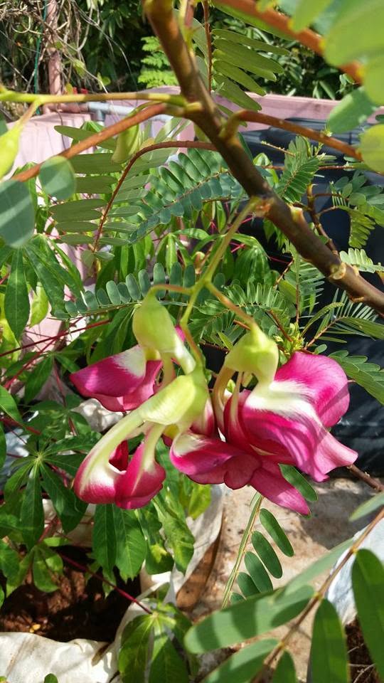 Flowering garden