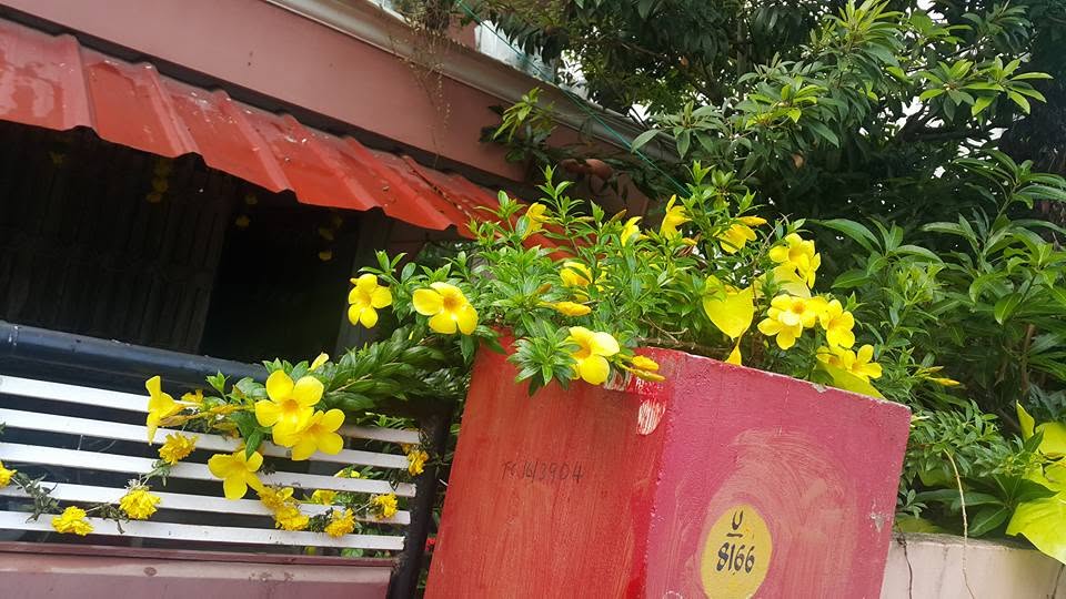 Yellow garden flowers