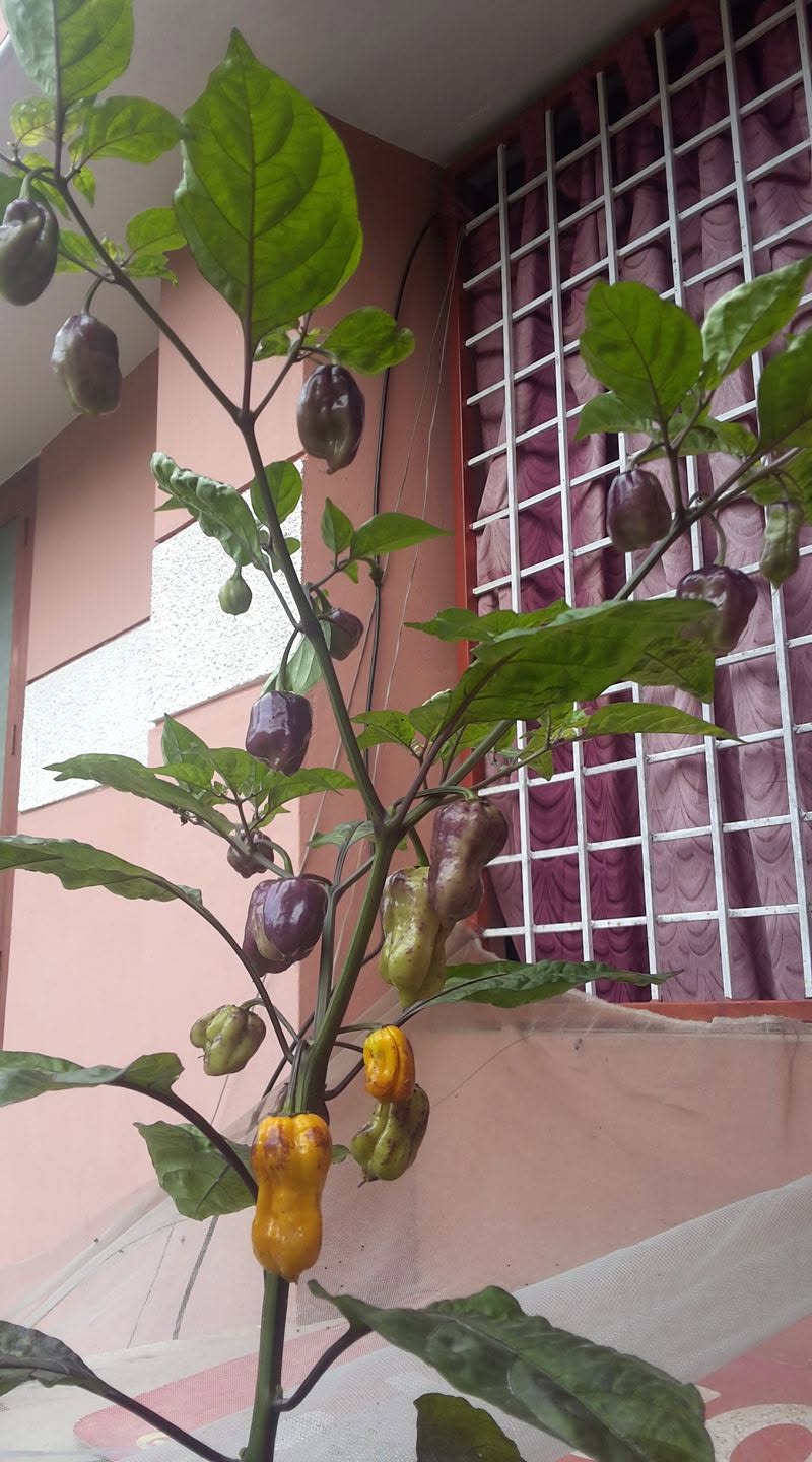 Pepper plant