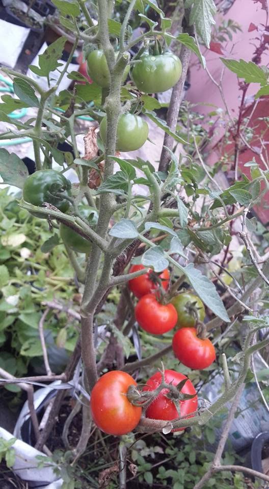 Tomatoes ripening