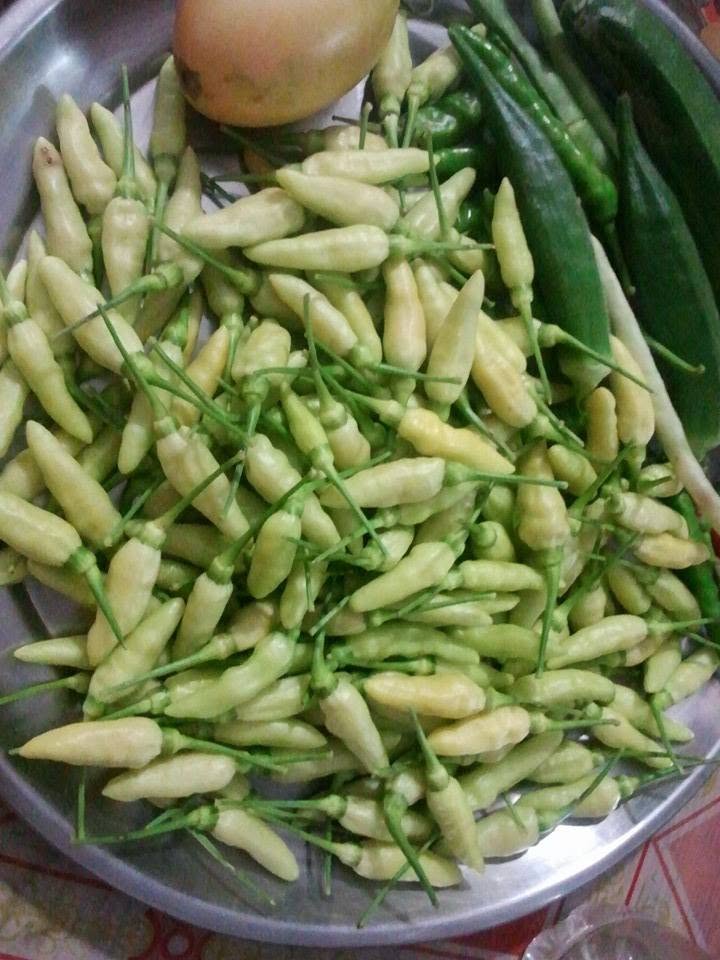Home-grown chillies — harvest