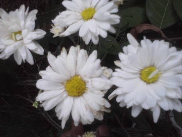 White garden flowers