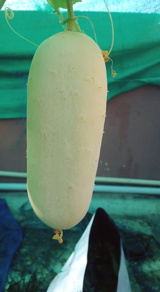 Home-grown cucumber
