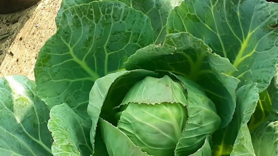 Cabbage from the garden