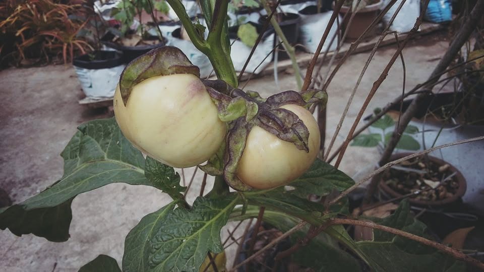 Home-grown brinjal