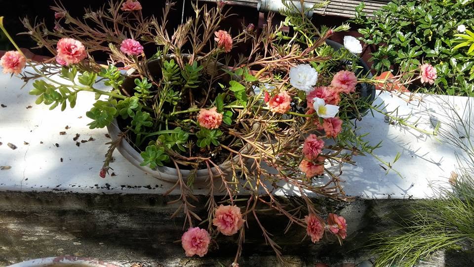 Flowering plants
